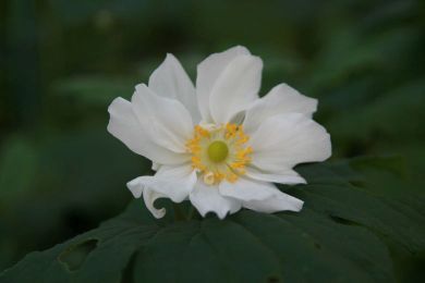Anemone japonica 'Wirbelwind'