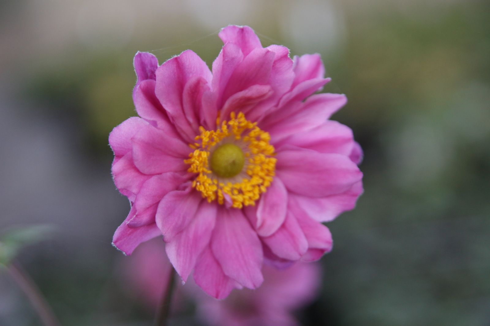 Anemone japonica 'Pamina'
