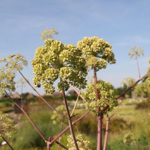 Angelica archangelica