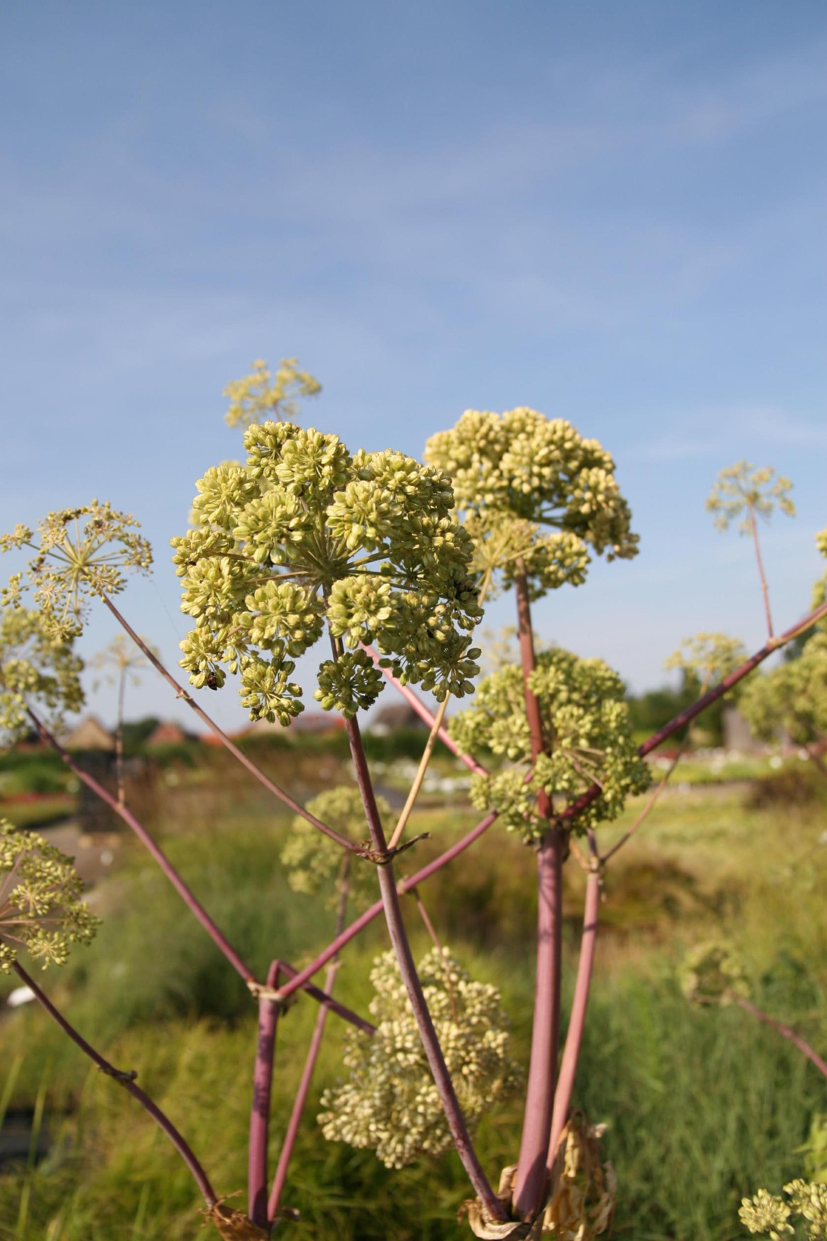 Angelica archangelica