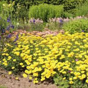 Anthemis tinctoria 'Dwarf Form'