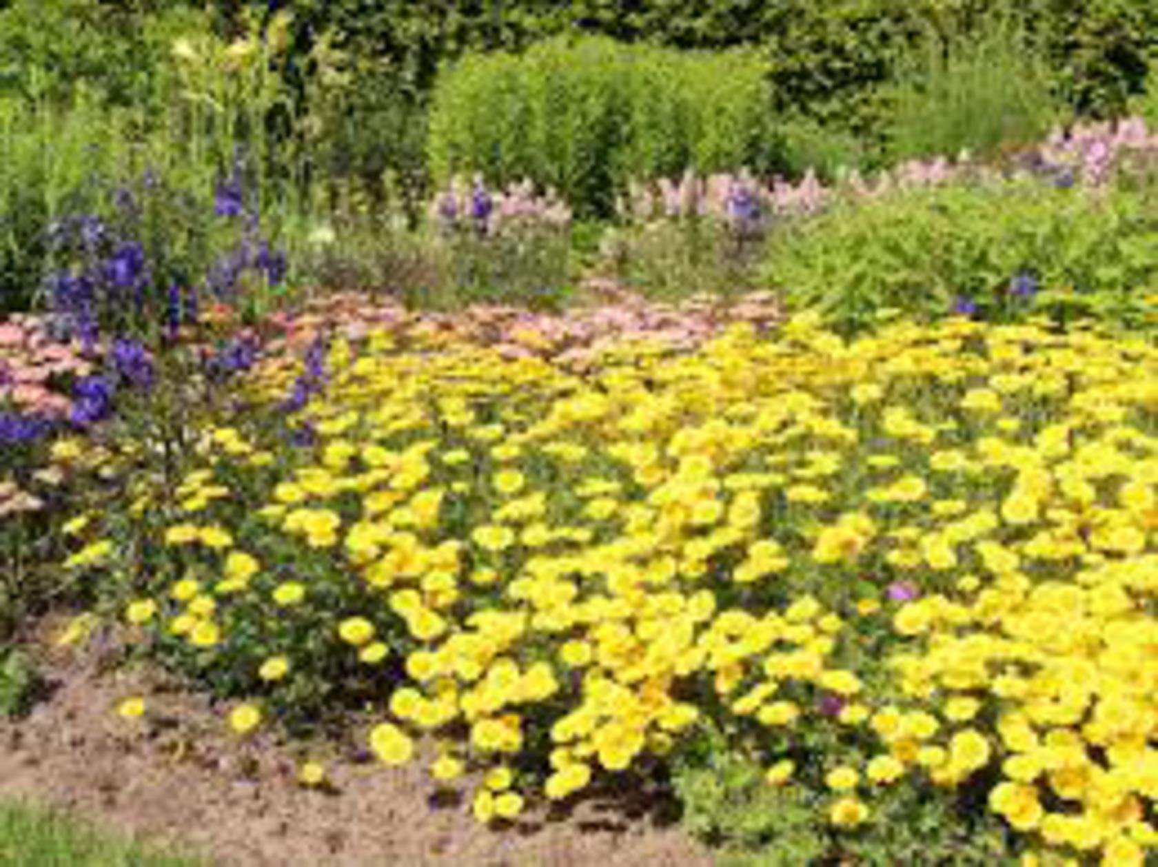 Anthemis tinctoria 'Dwarf Form'