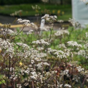 Anthriscus sylvestris 'Ravenswing'