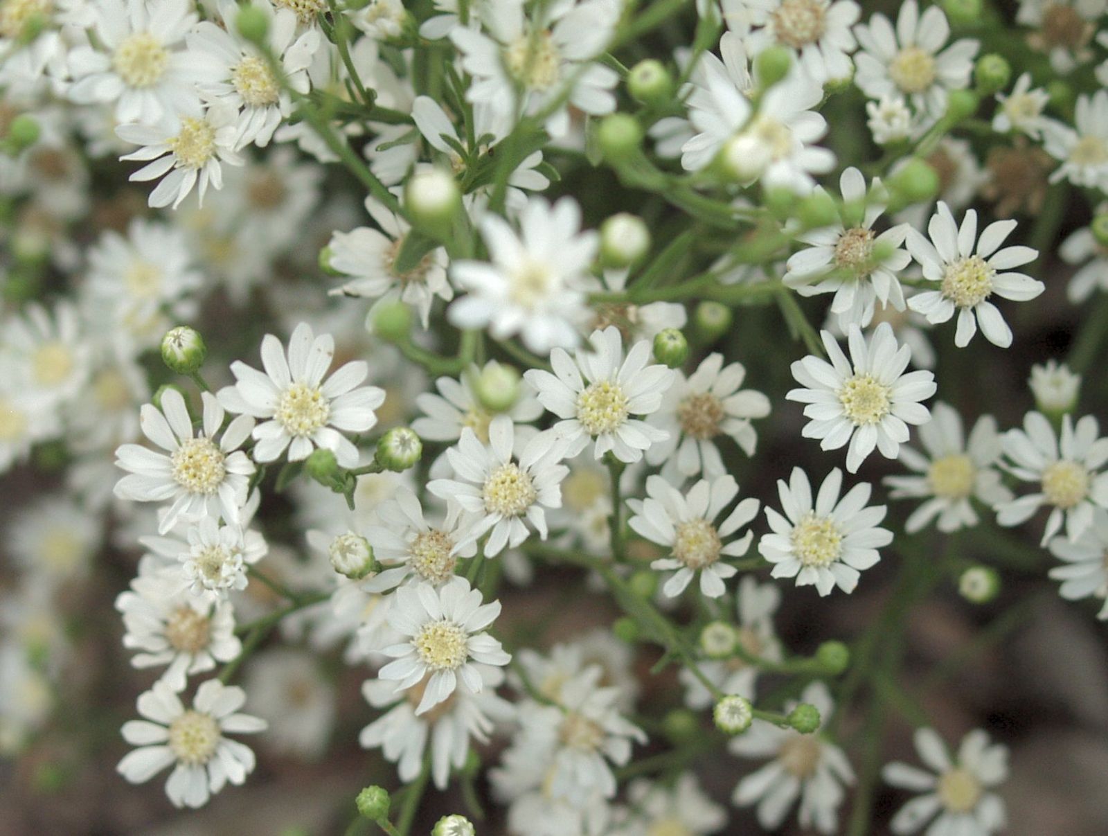 Solidago ptarmicoides 'Major' (Aster)