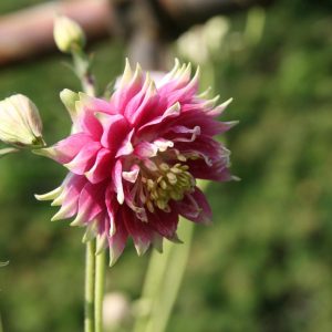 Aquilegia vulgaris 'Plena Nora Barlow'