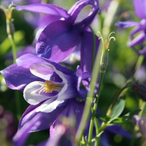 Aquilegia 'Spring Magic Blau-Weiß'