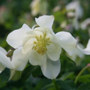 Aquilegia 'Spring Magic Weiß'