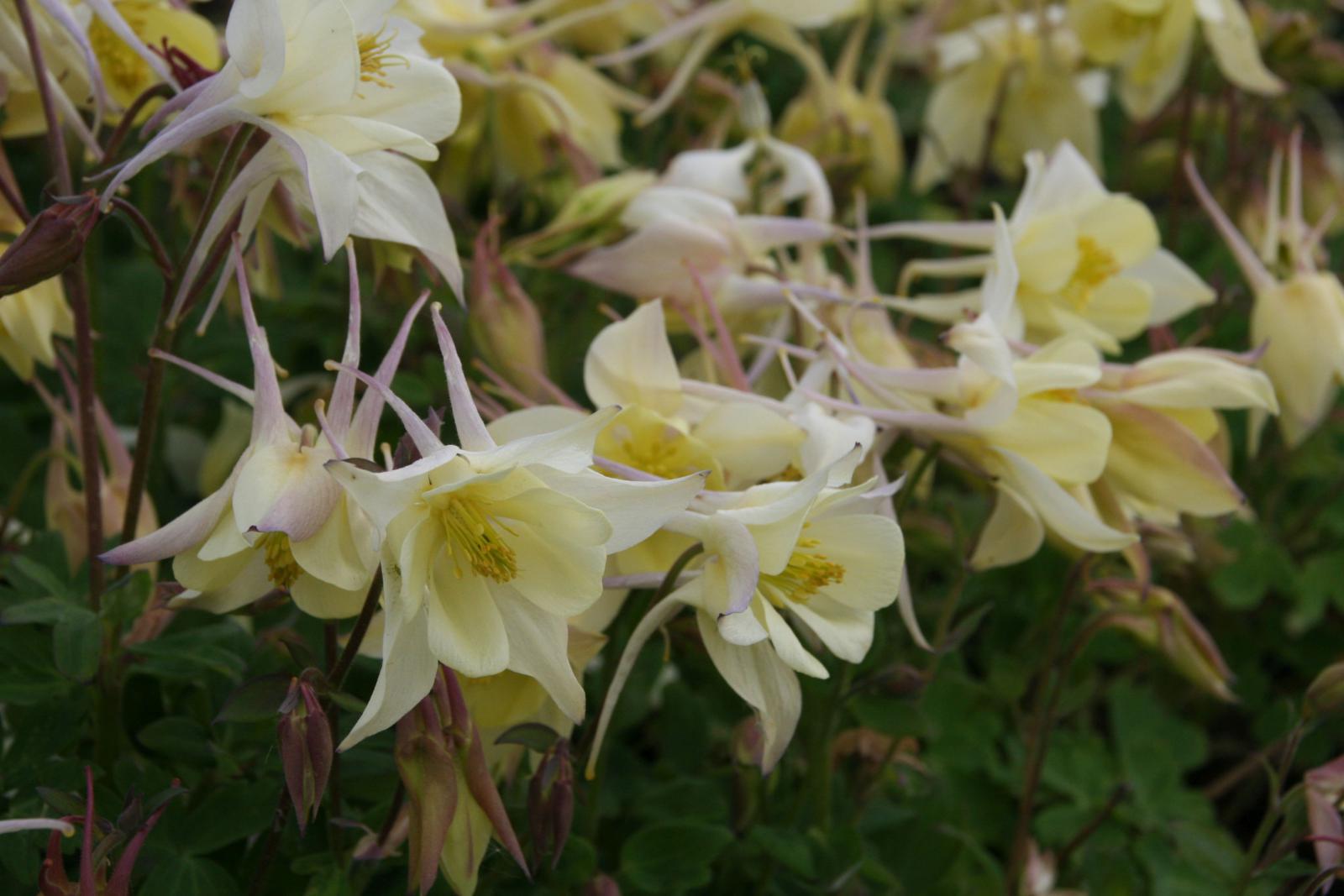Aquilegia 'Spring Magic Gelb