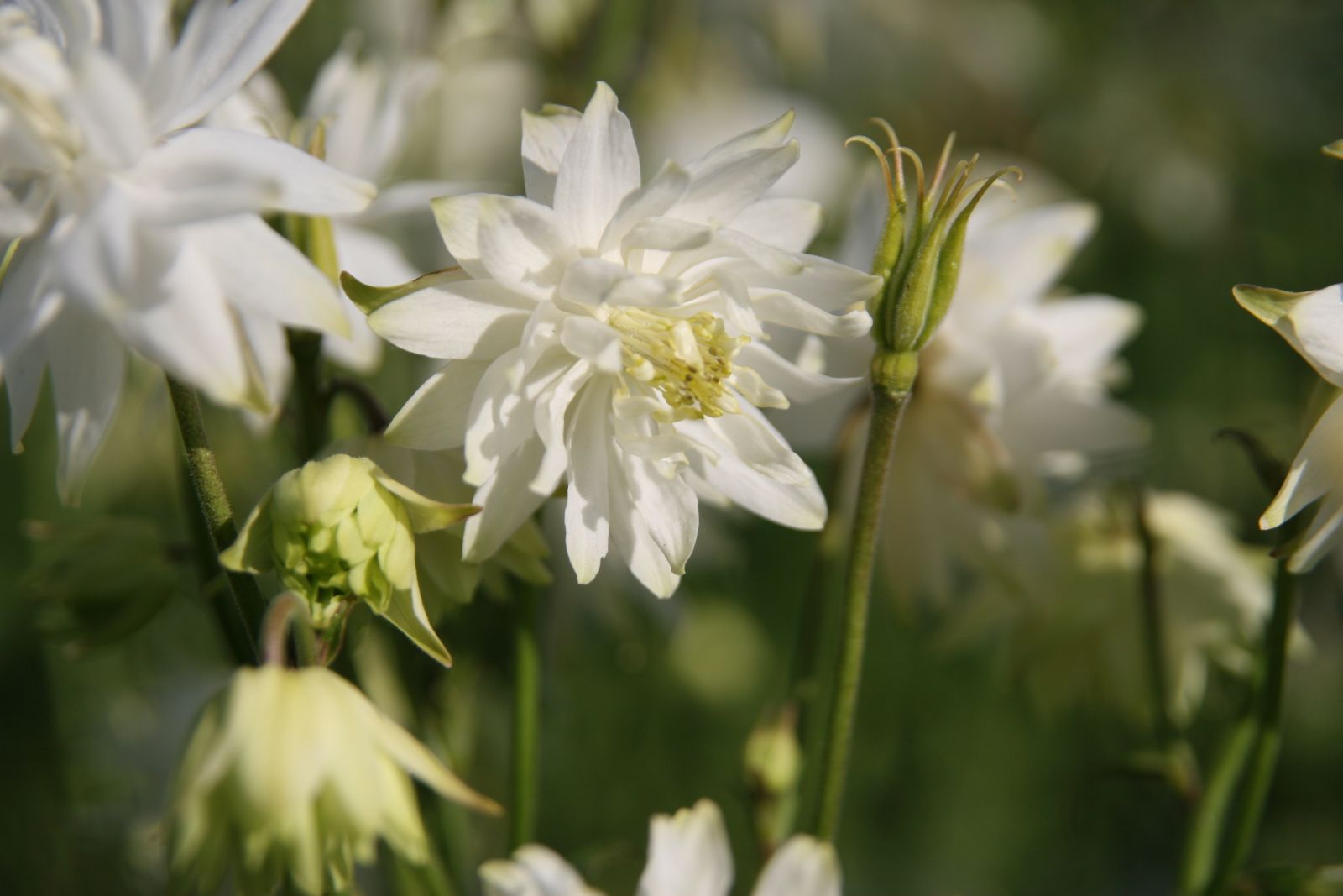 Aquilegia vulgaris 'Green Apple'