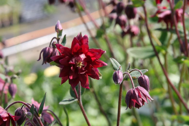 Aquilegia vulgaris 'Plena Ruby Port'
