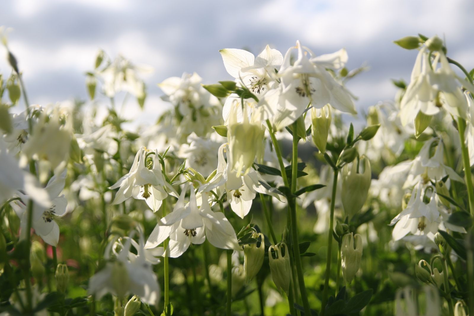 Aquilegia vulgaris 'Alba'
