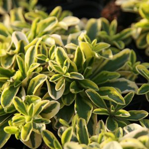 Arabis ferdinandi-coburgii 'Old Gold'