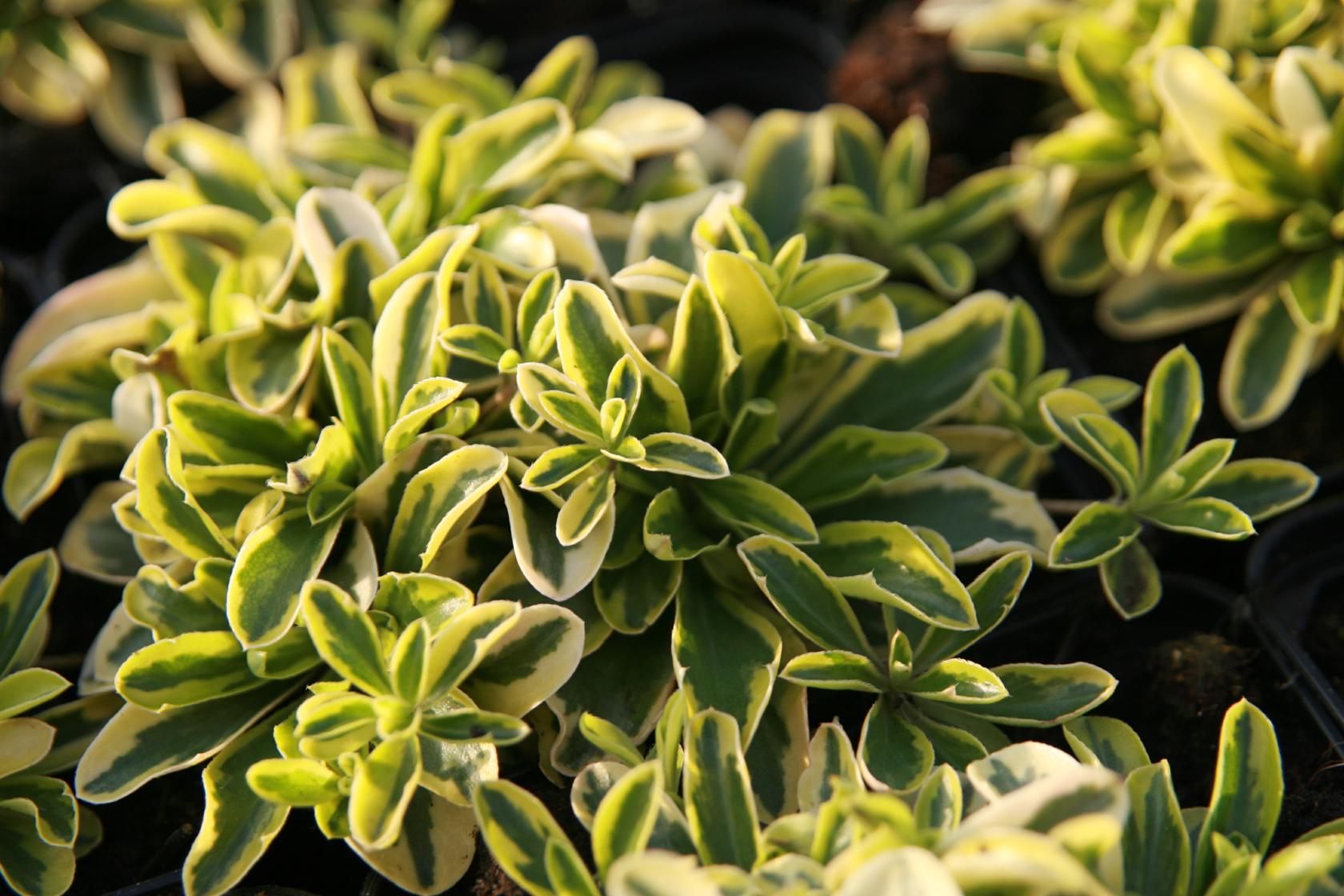 Arabis ferdinandi-coburgii 'Old Gold'