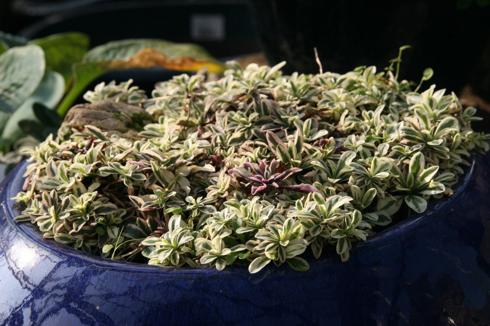 Arabis ferdinandi-coburgi 'Variegata'