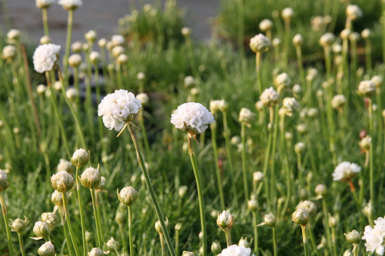 Armeria maritima 'Alba'