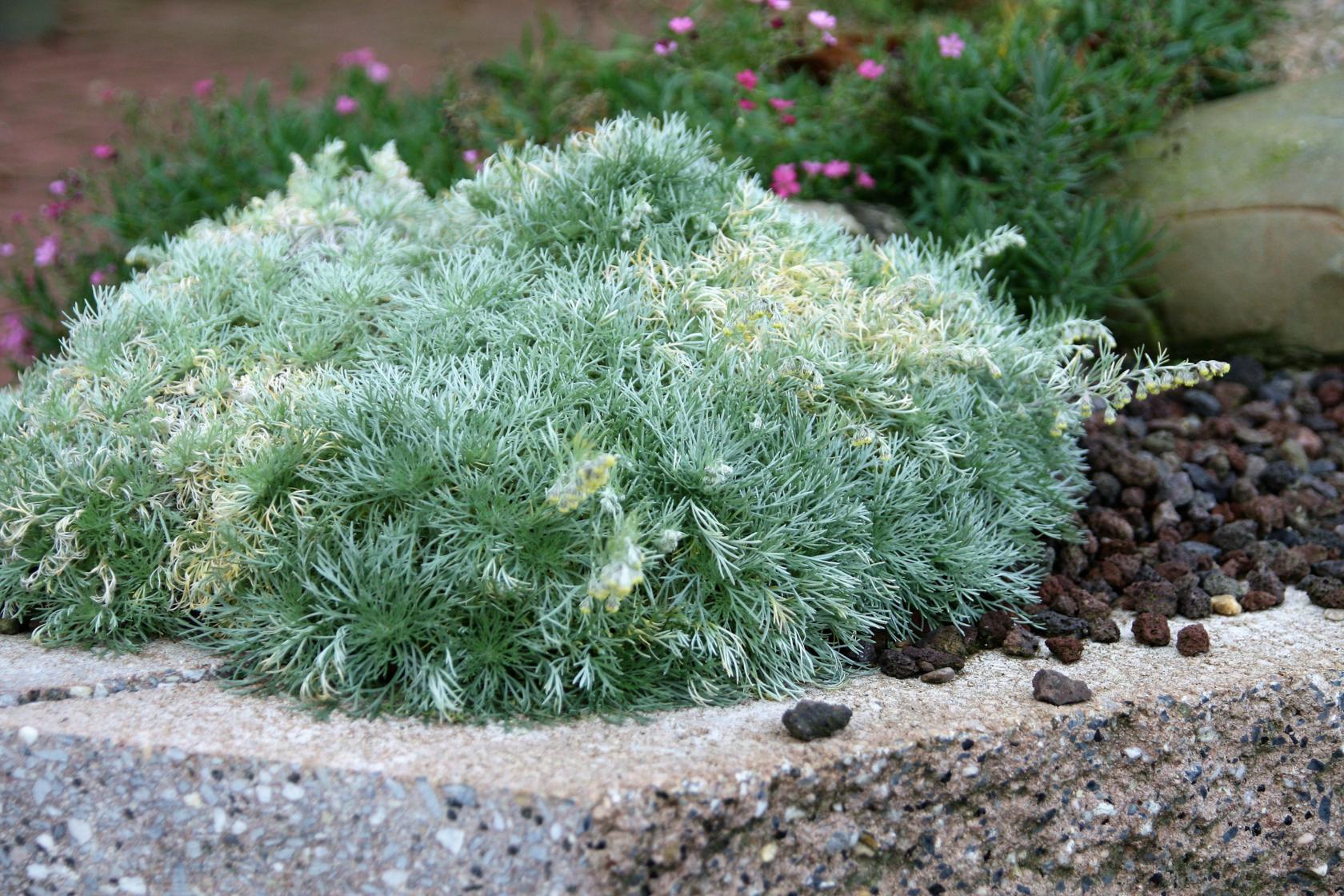 Artemisia schmidtiana 'Nana'