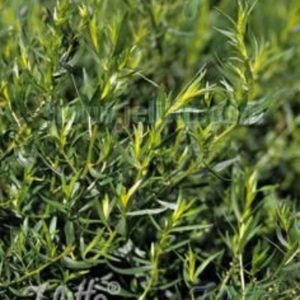 Artemisia dracunculus