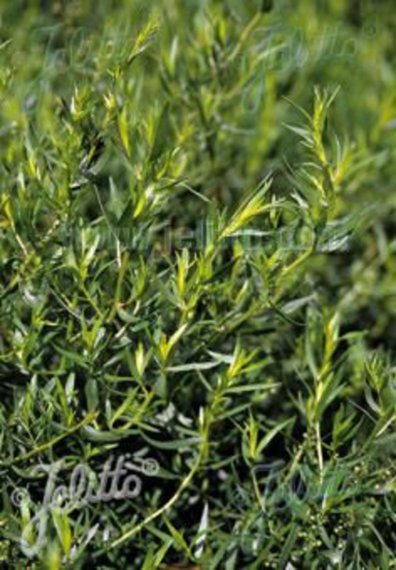 Artemisia dracunculus