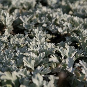 Artemisia stelleriana 'Boughton Silver' (Mori)