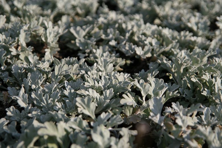 Artemisia stelleriana 'Boughton Silver' (Mori)