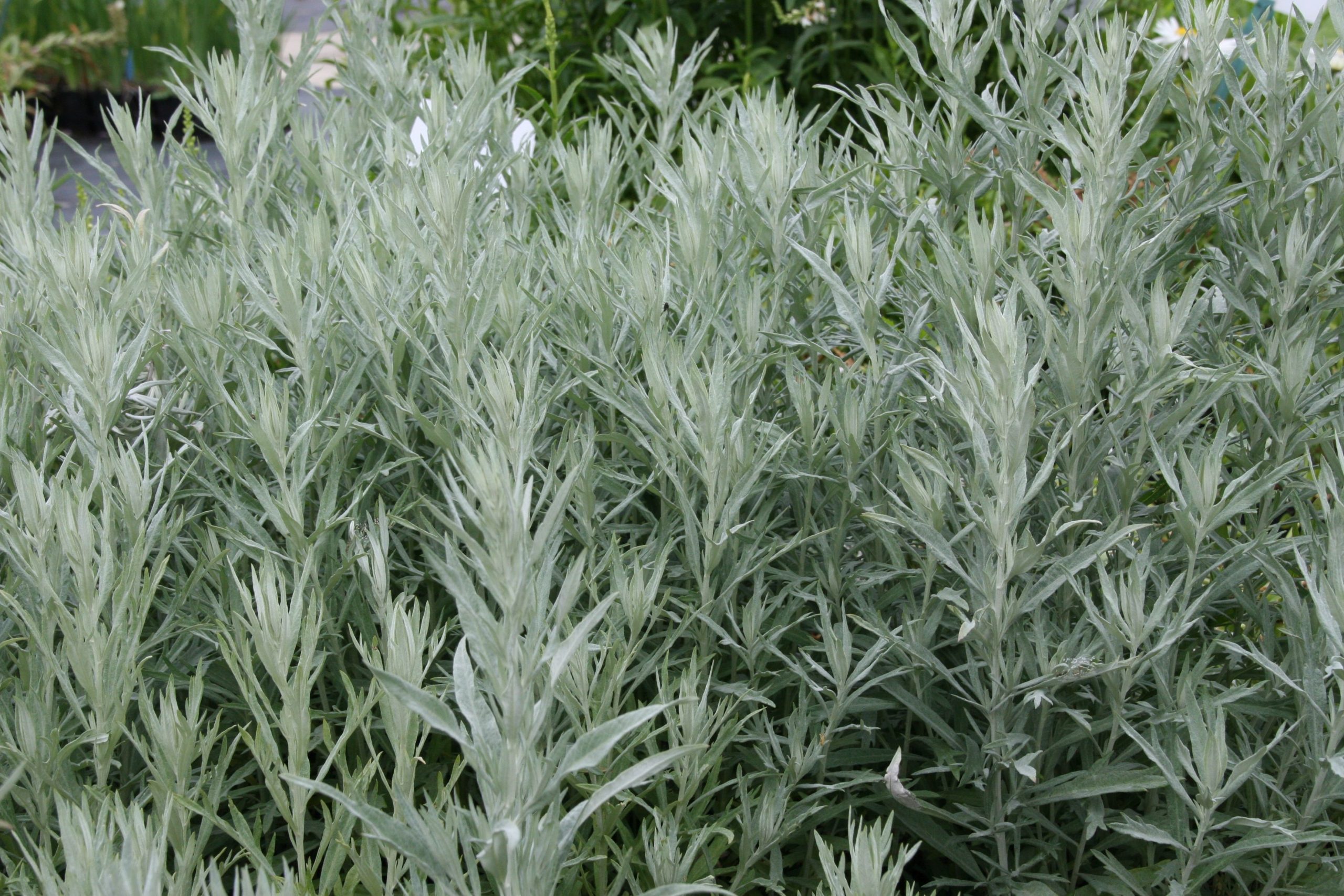 Artemisia ludoviciana 'Silver Queen'