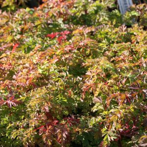 Aruncus aethusifolius