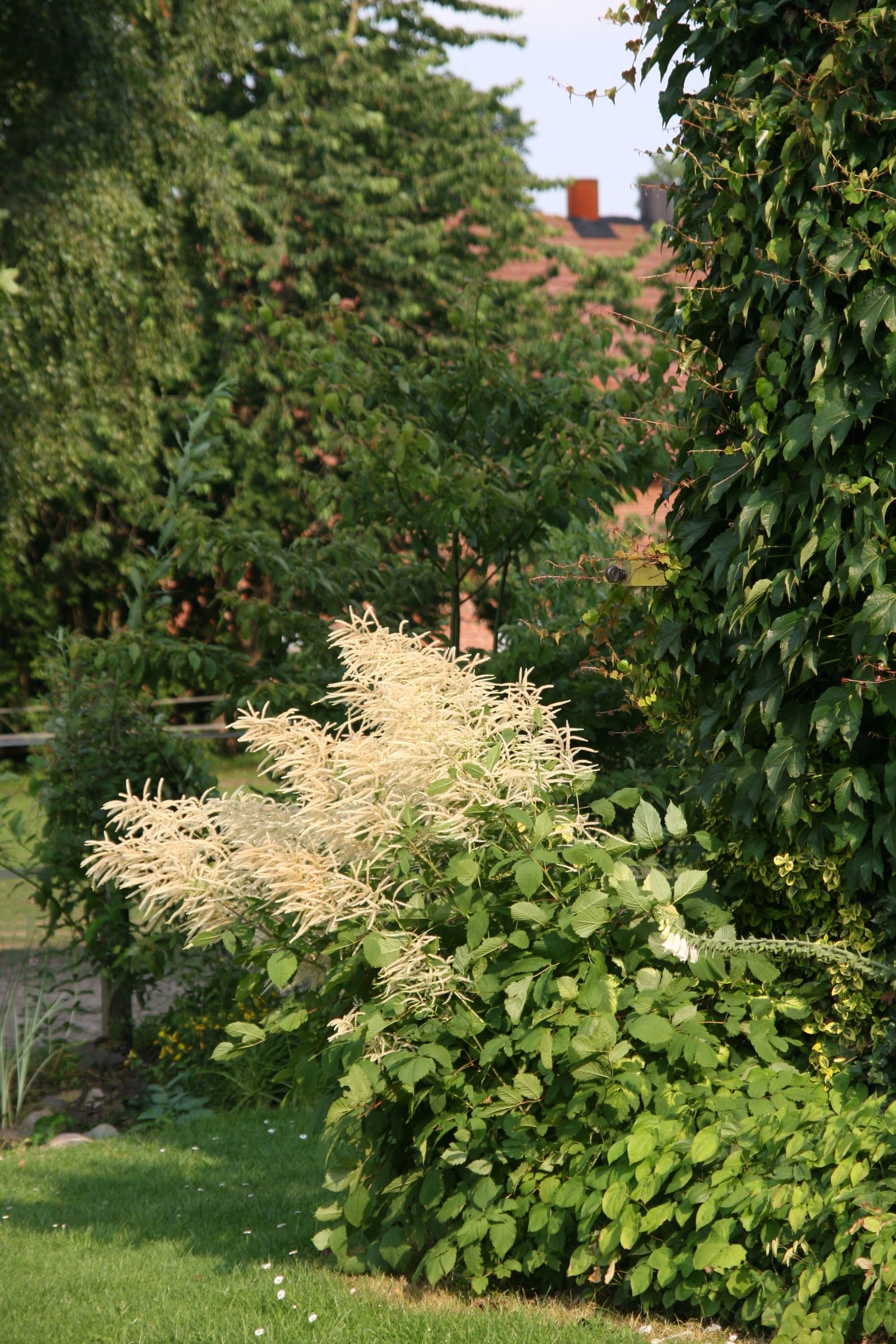 Aruncus dioicus