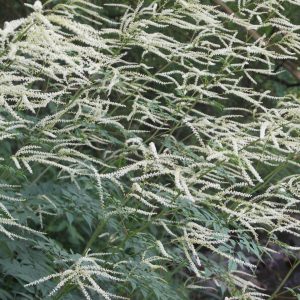 Aruncus aethusifolius 'Horatio'