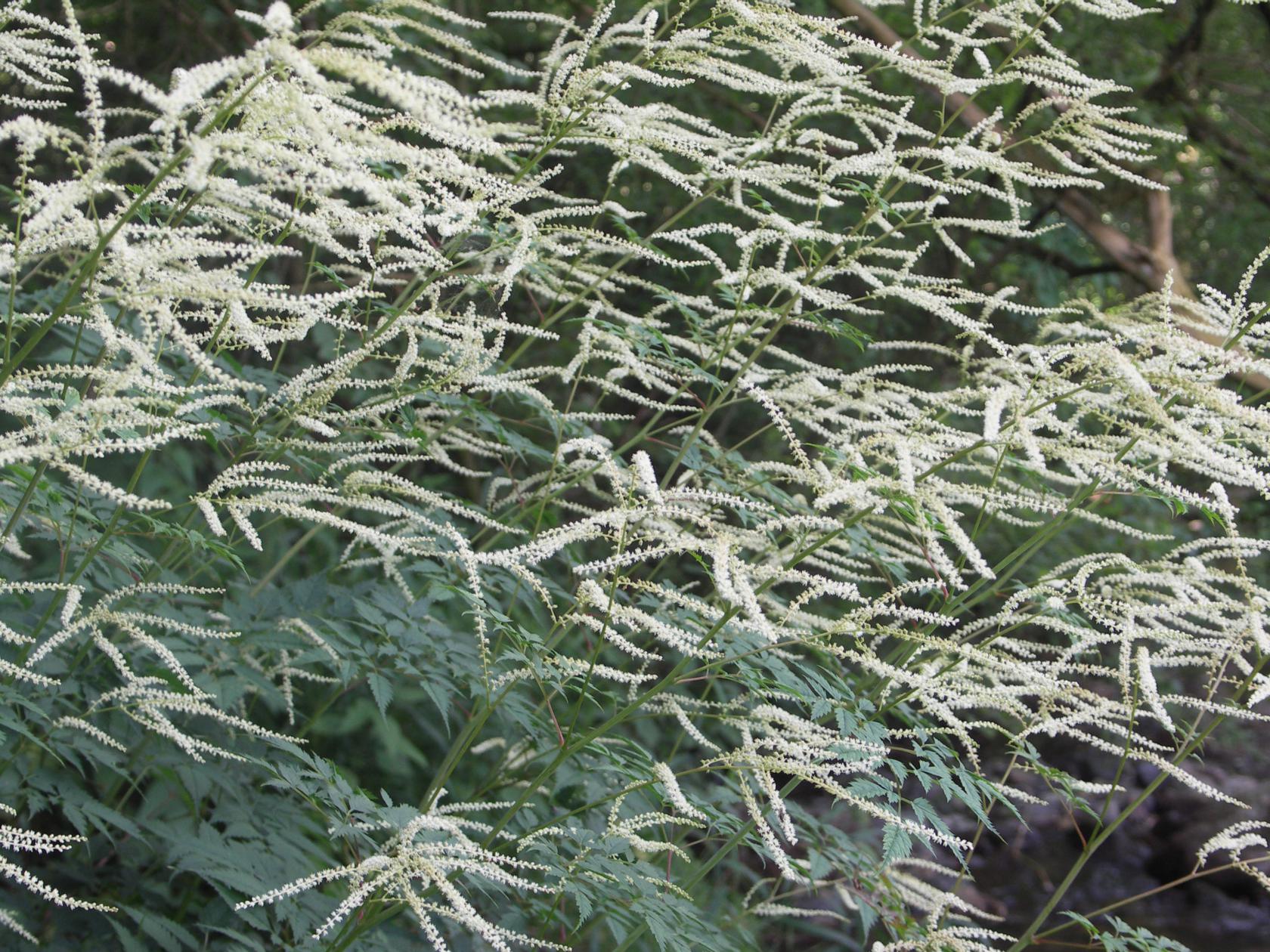 Aruncus aethusifolius 'Horatio'