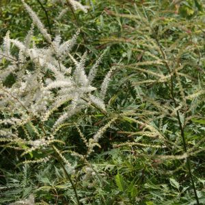 Aruncus dioicus 'Whirlwind'