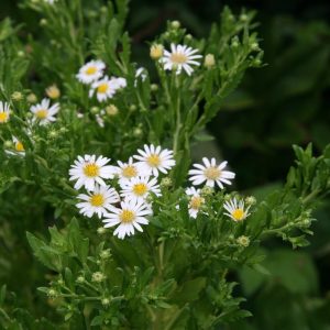 Aster ageratoides 'Ashvi'