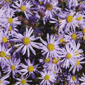 Aster ageratoides 'Adustus Nanus'