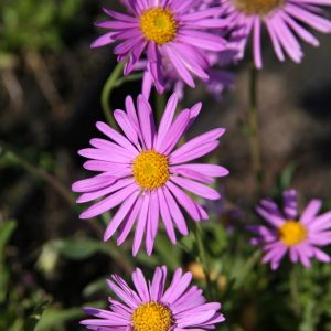 Aster alpinus 'Happy End'