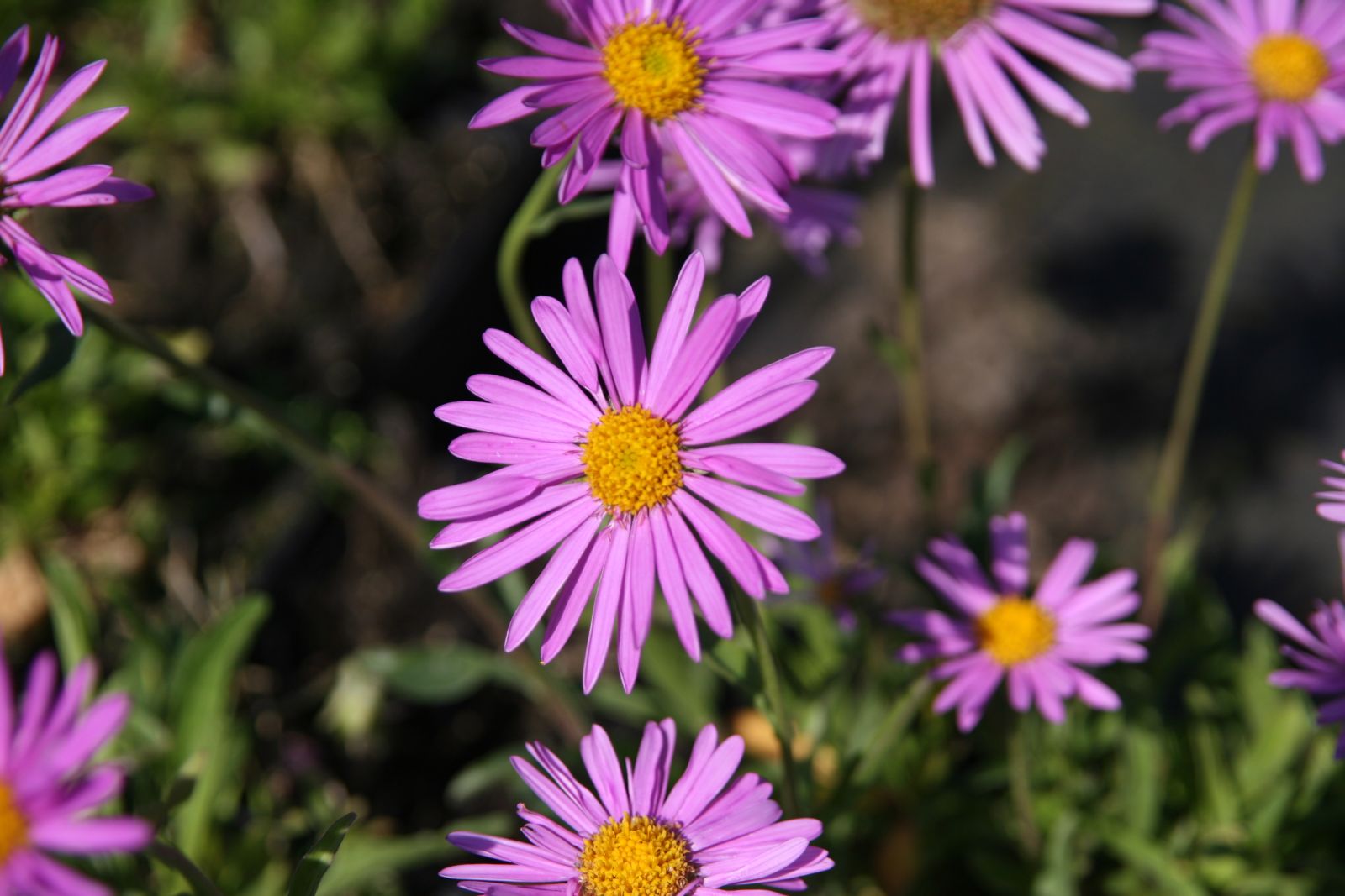 Aster alpinus 'Happy End'