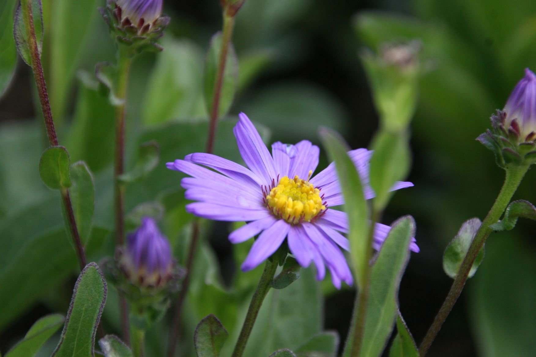 Aster amellus 'Glücksfund'