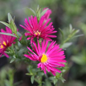 Aster novi-belgii 'Crimson Brocade'