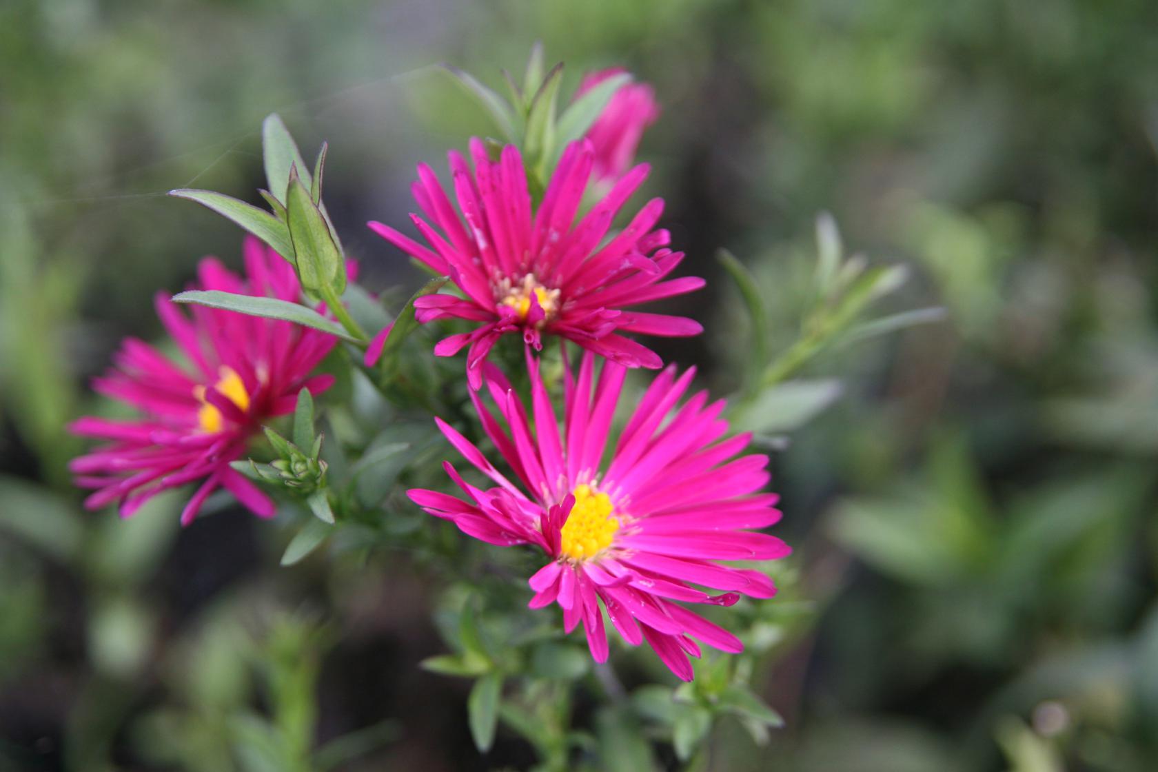 Aster novi-belgii 'Crimson Brocade'