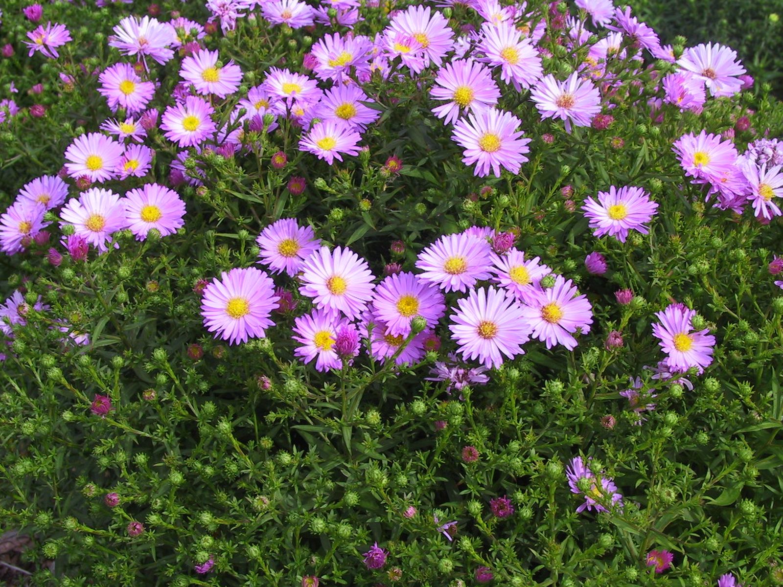 Aster dumosus 'Herbstgruß v.Bresserhof'