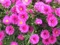 Aster dumosus 'Kassel'