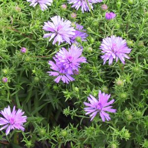 Aster dumosus 'Mittelmeer'
