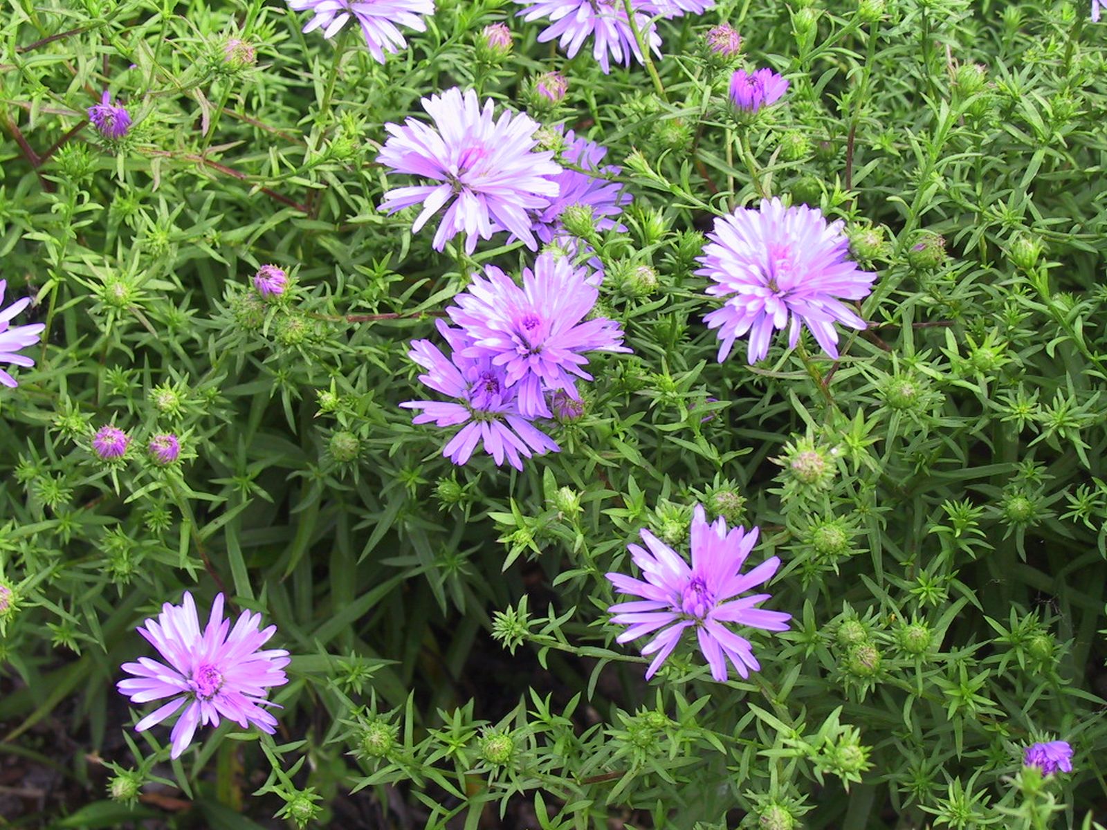 Aster dumosus 'Mittelmeer'
