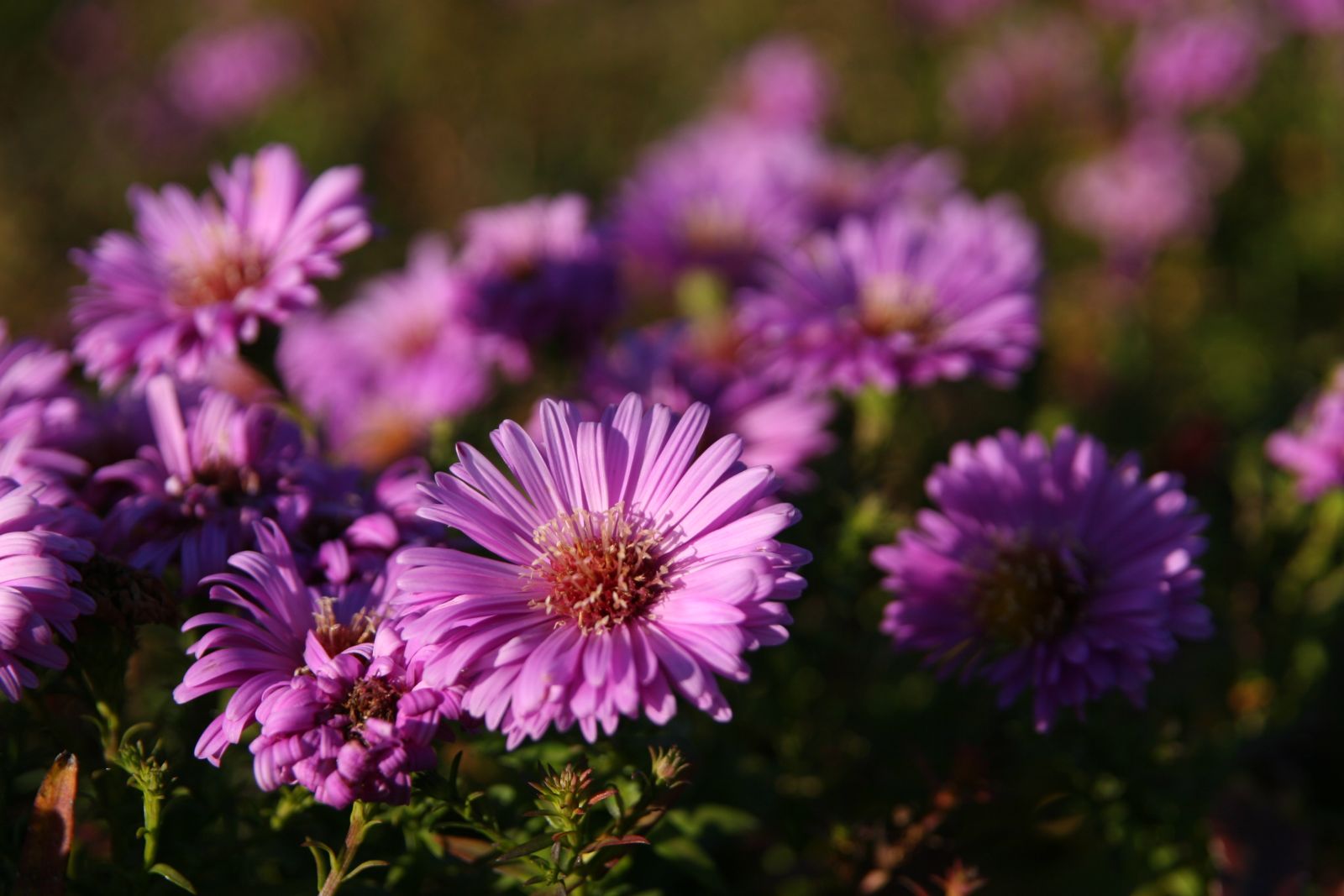 Aster dumosus 'Heinz Richard'