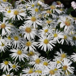 Aster dumosus 'Niobe'