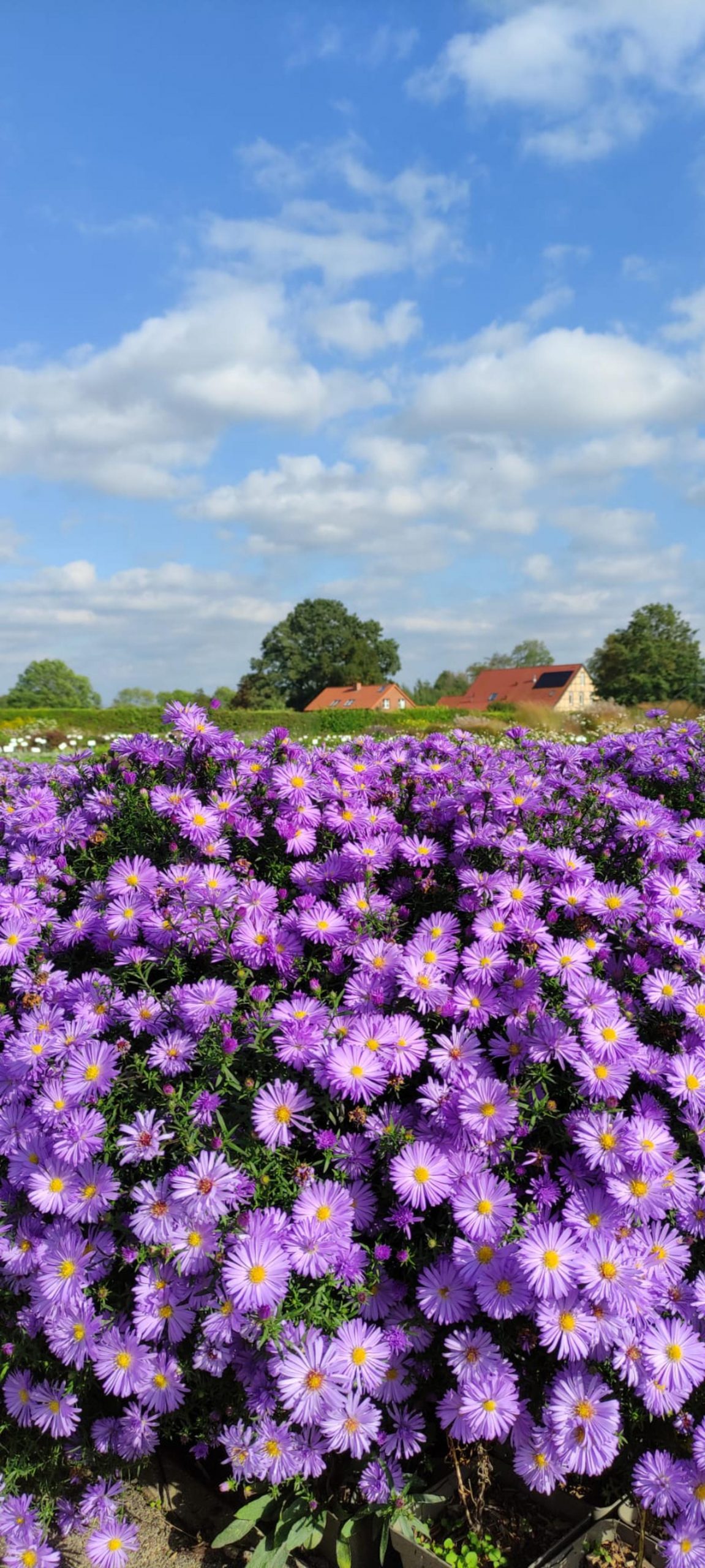 Aster dumosus 'Lady in Blue'