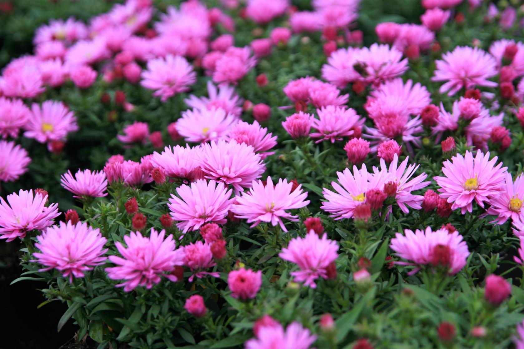 Aster dumosus 'Rosenwichtel'