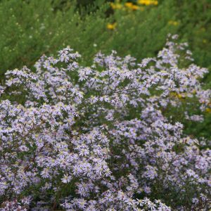 Aster ericoides 'Erlkönig'