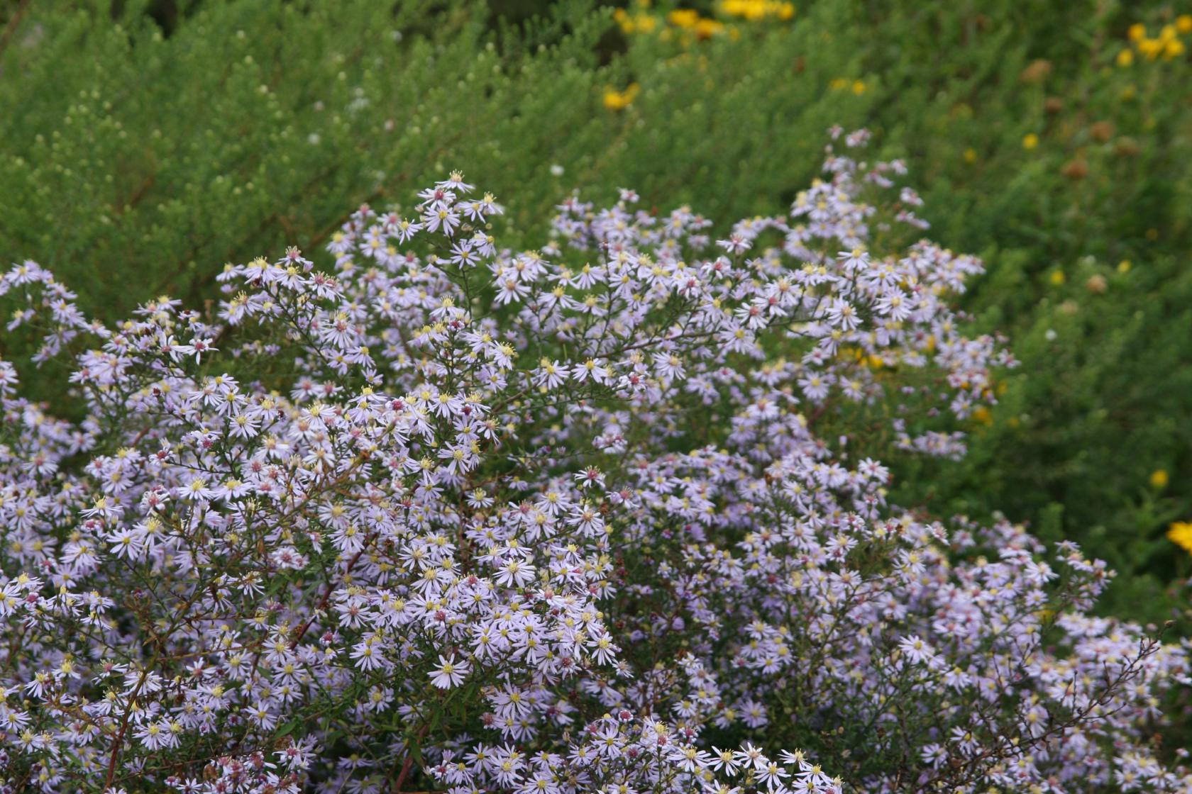 Aster ericoides 'Erlkönig'