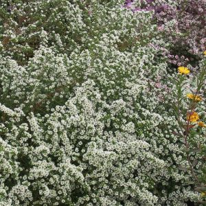Aster ericoides 'Schneegitter'