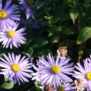 Aster x frikartii 'Mönch'