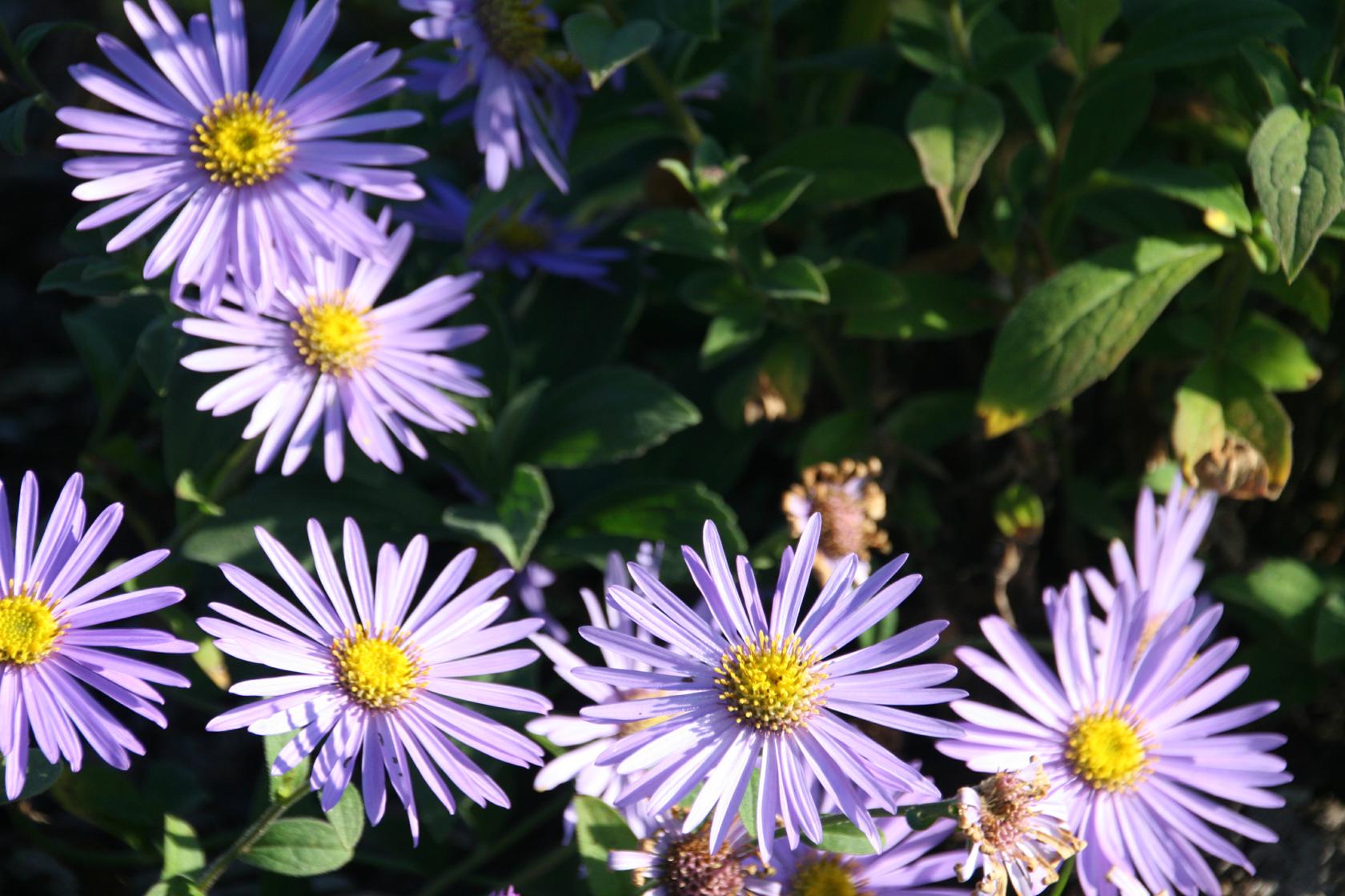 Aster x frikartii 'Mönch'